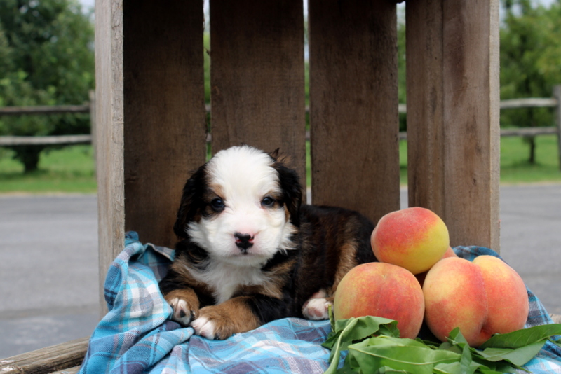 puppy, for, sale, Mini Bernedoodle F2, Matthew B. Stoltzfus, dog, breeder, Gap, PA, dog-breeder, puppy-for-sale, forsale, nearby, find, puppyfind, locator, puppylocator, aca